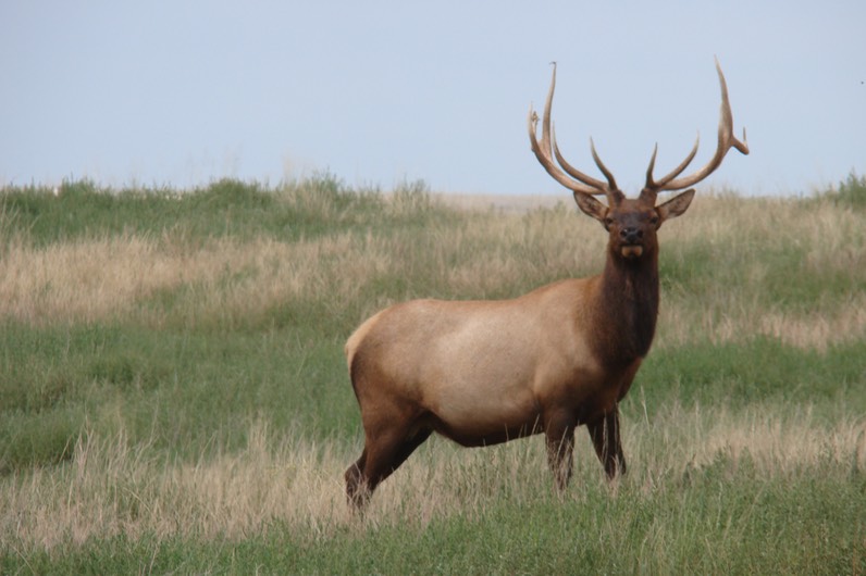 one very handsome elk